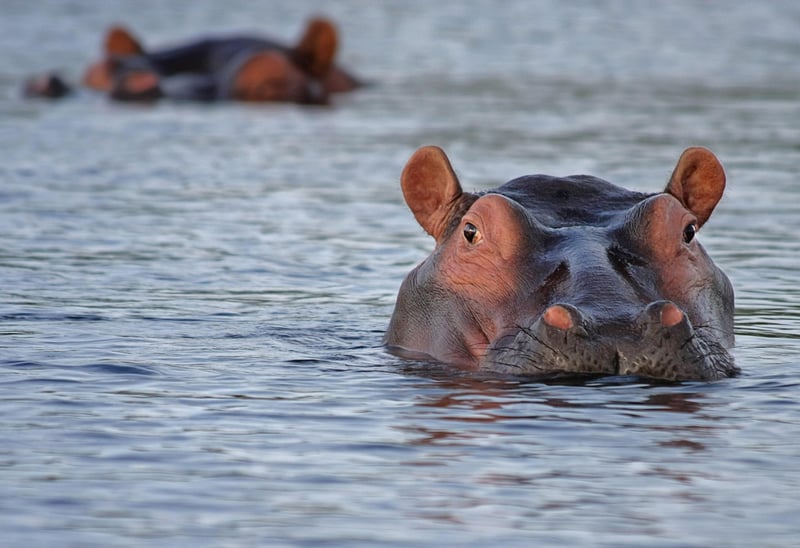 Kruger National Park